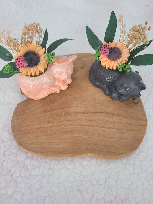 Chat et son tournesol